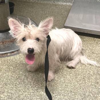 IVHS-A-141713 -  Chihuahua and Schnauzer Dog for Adoption in San Gabriel, California - IVHS-A-141713 | PetCurious