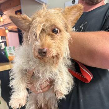Yorkshire Terrier Dogs Available for Adoption in Savannah, Georgia - Dogzilla | PetCurious