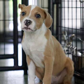 Elliott -  Mixed Breed Dog for Adoption in Bradenton, Florida - Elliott | PetCurious