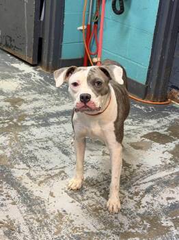 Shelby #167 -  Pit Bull Terrier Dog for Adoption in New Lexington, Ohio - Shelby #167 | PetCurious