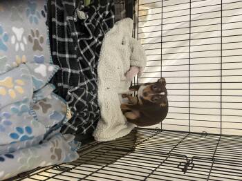 Temper -  Chihuahua Dog for Adoption in Elizabethtown, North Carolina - Temper | PetCurious