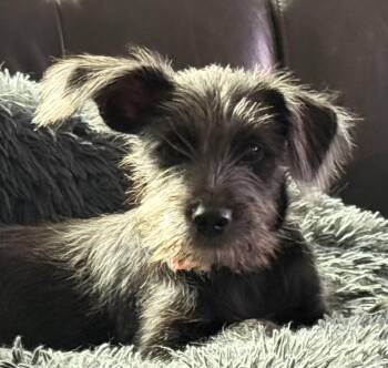 Leah -  Miniature Schnauzer and Terrier Dog for Adoption in Ellicott City, Maryland - Leah | PetCurious