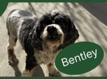 Rescue Schnauzer Dogs for Adoption in Quincy, California - BENTLY | PetCurious