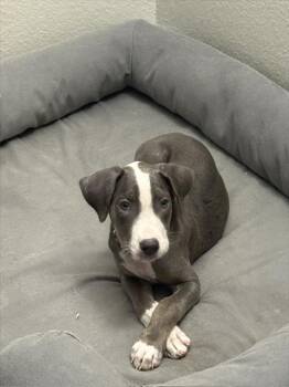 MCGRIDDLES -  Mixed Breed Dog for Adoption in Dallas, Texas - MCGRIDDLES | PetCurious