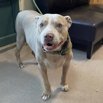 Leo -  Pit Bull Terrier Dog for Adoption in Pasadena, California - Leo | PetCurious