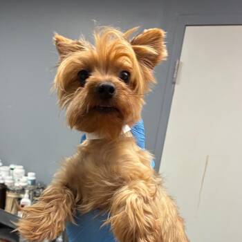 Annie -  Yorkshire Terrier Dog for Adoption in Birmingham, Alabama - Annie | PetCurious