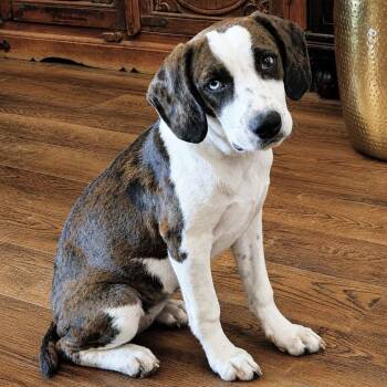 Darla -  Beagle and Catahoula Leopard Dog Dog for Adoption in Douglas, Georgia - Darla | PetCurious