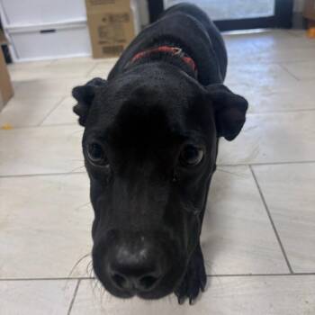 Bethany - Local November 6-8 -  Labrador Retriever Dog for Adoption in Brookshire, Texas - Bethany - Local November 6-8 | PetCurious