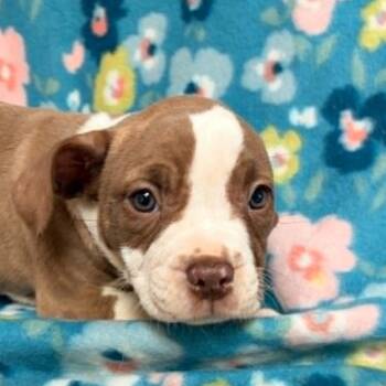 Pademe -  American Bully Dog for Adoption in Waterloo, Iowa - Pademe | PetCurious