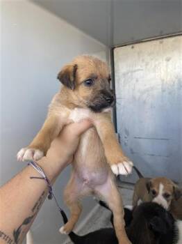 Rescue Pit Bull Terrier Dogs for Adoption in Houston, Texas - A645091 | PetCurious