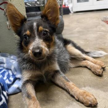 Mushroom -  Australian Cattle Dog Blue Heeler and Mixed Breed Dog for Adoption in Eureka Springs, Arkansas - Mushroom | PetCurious