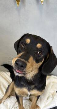 Princess -  Beauceron and Mixed Breed Dog for Adoption in Morton Grove, Illinois - Princess | PetCurious