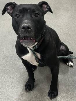 Pit Bull Terrier Dogs Available for Adoption - TAPIR | PetCurious