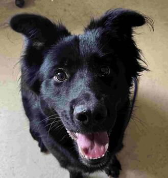 Onyx -  Border Collie and German Shepherd Dog Dog for Adoption in New Castle, Indiana - Onyx | PetCurious