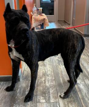 Carmen Yrly 309 -  Cane Corso Dog for Adoption in Sidney, Ohio - Carmen Yrly 309 | PetCurious