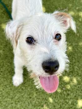 Brother -  Mixed Breed Dog for Adoption in Wichita, Kansas - Brother | PetCurious