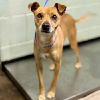 Terrier Dogs Available for Adoption in Red Bluff, California - Knox | PetCurious