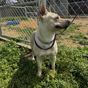 Shepherd and Labrador Retriever Dogs Available for Adoption in Parrish, Alabama - Myrtle | PetCurious