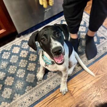 London D12707 -  German Shorthaired Pointer Dog for Adoption - London D12707 | PetCurious