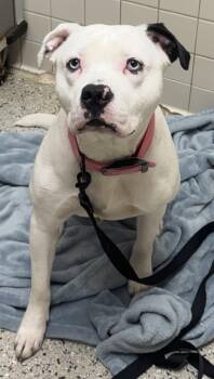 Pit Bull Terrier and Mixed Breed Dogs Available for Adoption in Saint Clairsville, Ohio - Sarora | PetCurious