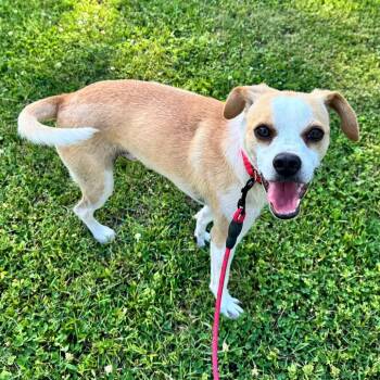 Tucker -  Terrier and Mixed Breed Dog for Adoption in Alma, Wisconsin - Tucker | PetCurious