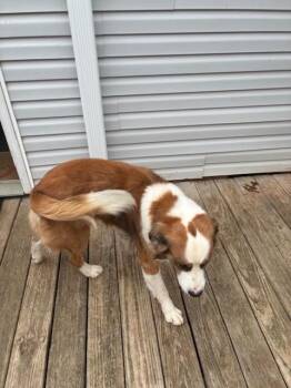 Border Collie and Saint Bernard Dogs Available for Adoption - Buster | PetCurious