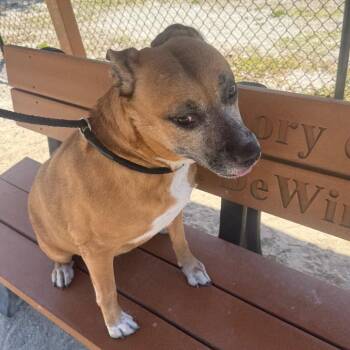 Black Mouth Cur and Mixed Breed Dogs Available for Adoption in Port Charlotte, Florida - Reign | PetCurious