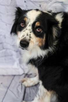 Sissy -  Australian Shepherd and Mixed Breed Dog for Adoption in Dothan, Alabama - Sissy | PetCurious