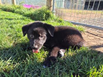 Aleesia -  German Shepherd Dog and Border Collie Dog for Adoption in Olympia, Washington - Aleesia | PetCurious