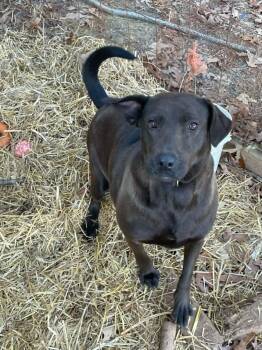 Rescue Labrador Retriever Dogs for Adoption in Holly Springs, North Carolina - Mia (Courtesy) | PetCurious