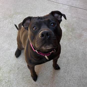 Cesar -  Mixed Breed Dog for Adoption in Fairport, New York - Cesar | PetCurious