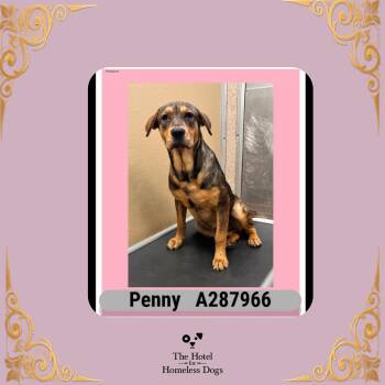 Penny -  Shepherd and Terrier Dog for Adoption in Cumberland, Rhode Island - Penny | PetCurious