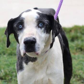 26-01039 GRANDPA LEONARD -  Great Dane Dog for Adoption in Fredericksburg, Virginia - 26-01039 GRANDPA LEONARD | PetCurious