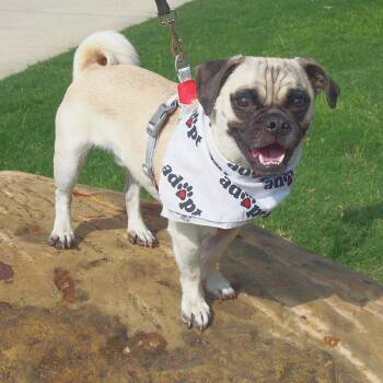 Ozzie -  Pug and Chihuahua Dog for Adoption in Lewisville, Texas - Ozzie | PetCurious