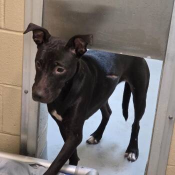 10/12/2026-Stray-31stStreet-1-BQ -  Mixed Breed Dog for Adoption in Columbus, Georgia - 10/12/2026-Stray-31stStreet-1-BQ | PetCurious