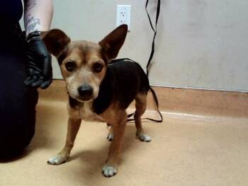 WATSON -  Terrier and Mixed Breed Dog for Adoption in Martinez, California - WATSON | PetCurious