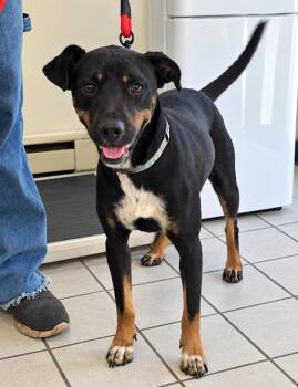 Charlie -  Terrier Dog for Adoption in Grand Rapids, Michigan - Charlie | PetCurious
