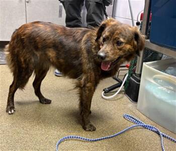 TIRAMISU -  Mixed Breed Dog for Adoption in Jacksonville, Florida - TIRAMISU | PetCurious