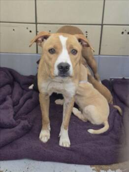 Staffordshire Bull Terrier and Labrador Retriever Dogs Available for Adoption - ASHLEY | PetCurious