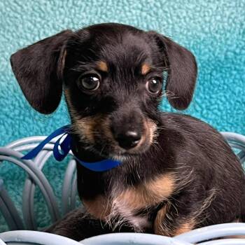 Chihuahua and Dachshund Dogs Available for Adoption in Boerne, Texas - Gatsby | PetCurious