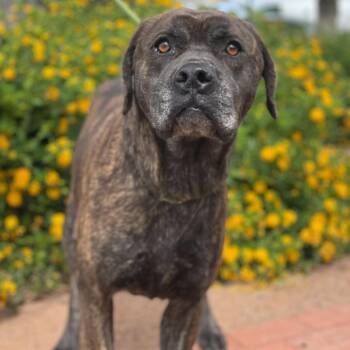 Mastiff and Mixed Breed Dogs Available for Adoption in Riverside, California - Big Bertha | PetCurious