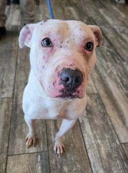 Pit Bull Terrier Dogs Available for Adoption in Sidney, Ohio - Moki Yrly 164 | PetCurious