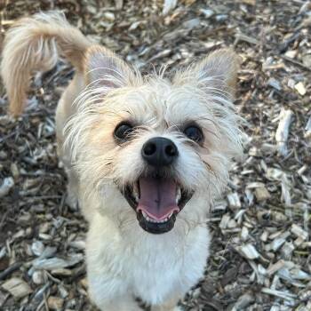 Lil Bit -  West Highland White Terrier Westie and Terrier Dog for Adoption in Warren, Rhode Island - Lil Bit | PetCurious