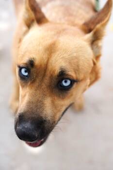 Rescue Shepherd and Husky Dogs for Adoption in El Paso, Texas - Diesel | PetCurious