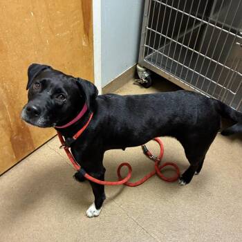 Harley -  Mixed Breed Dog for Adoption in Chattanooga, Tennessee - Harley | PetCurious