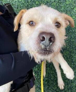 61746787 -  Mixed Breed Dog for Adoption in El Paso, Texas - 61746787 | PetCurious