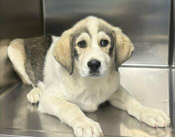 Great Pyrenees Dogs Available for Adoption in Newport, Tennessee - Safe Play | PetCurious