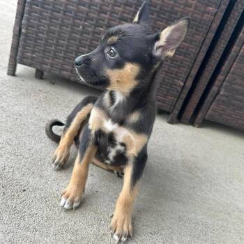 Husky and Shepherd Dogs Available for Adoption in Bryan, Texas - Briar | PetCurious