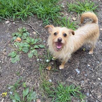 Jasmine -  Mixed Breed Dog for Adoption in Newark, New Jersey - Jasmine | PetCurious