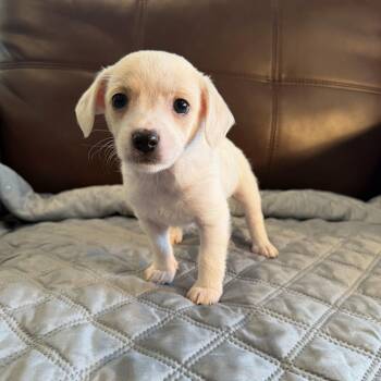 Darling -  Chihuahua Dog for Adoption in Pelham, New Hampshire - Darling | PetCurious